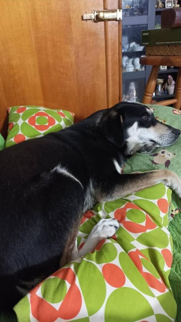 🚨🚨 MUSA - urgente rischio il canile !🚨🚨 Foto 6